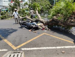 Tragedi Jalan Pandanaran: Pohon Tua Tumbang di Depan RS Hermina Semarang, Dua Pemotor Tewas
