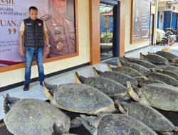 Misteri Perahu Biru Tanpa Awak di Serangan, Polda Bali Selamatkan 22 Penyu Hijau Jumbo Jumbo dari Penyelundup
